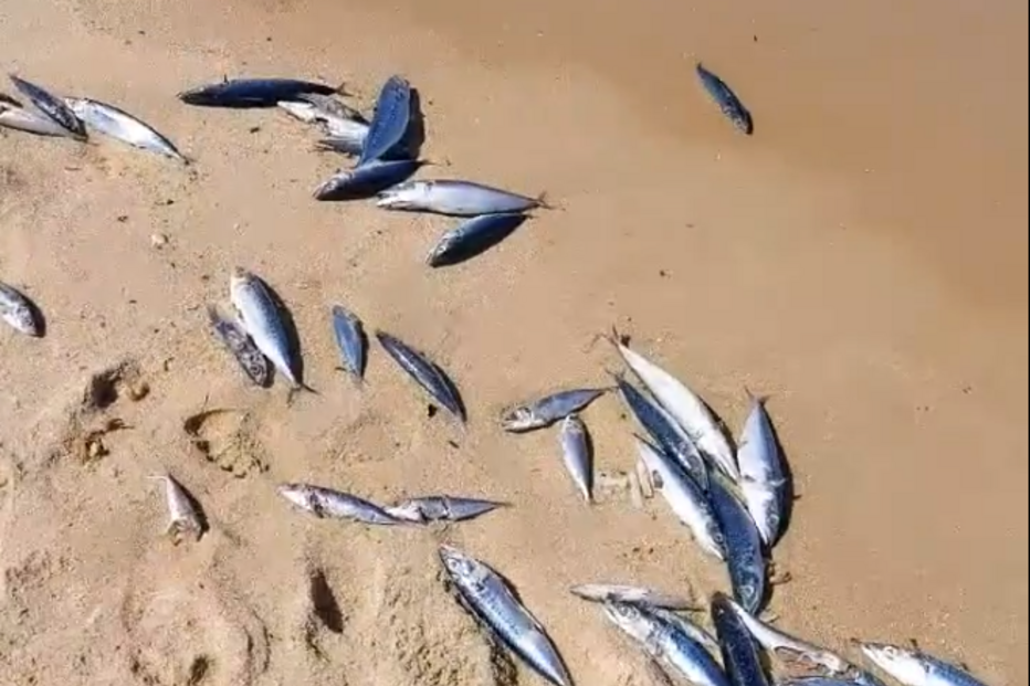 2021-08-21_13_48_07 Capture.PNG