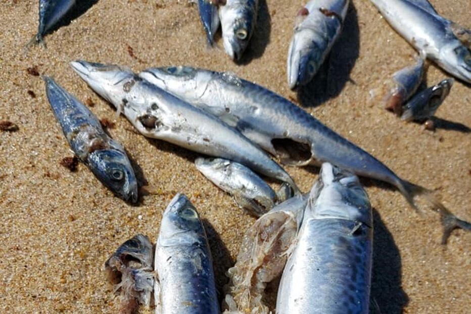 Centenas de quilos de peixe morto dão à costa na zona de praias do Meco