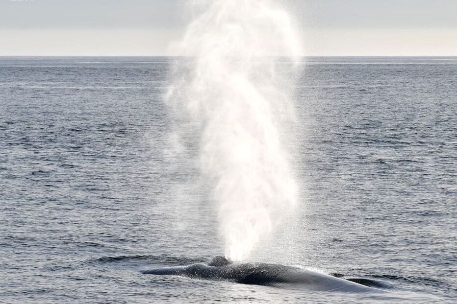 Baleia-azul na Galiza