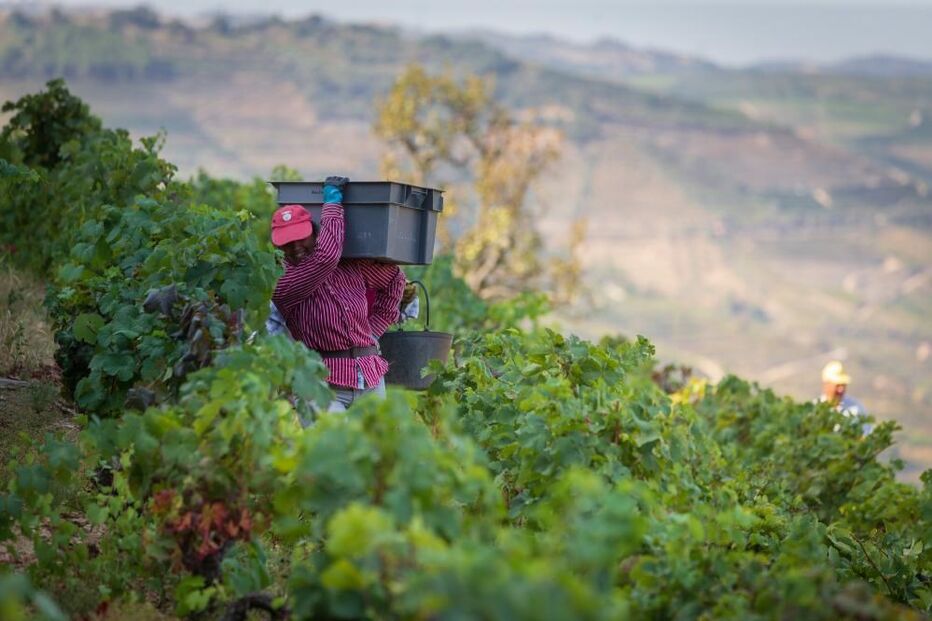 Vindimas no Douro no Pinhão, 25 de agosto de 2021