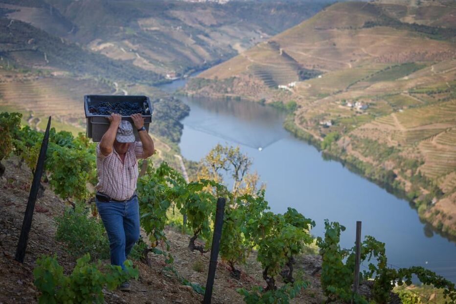 Vindimas no Douro no Pinhão, 25 de agosto de 2021