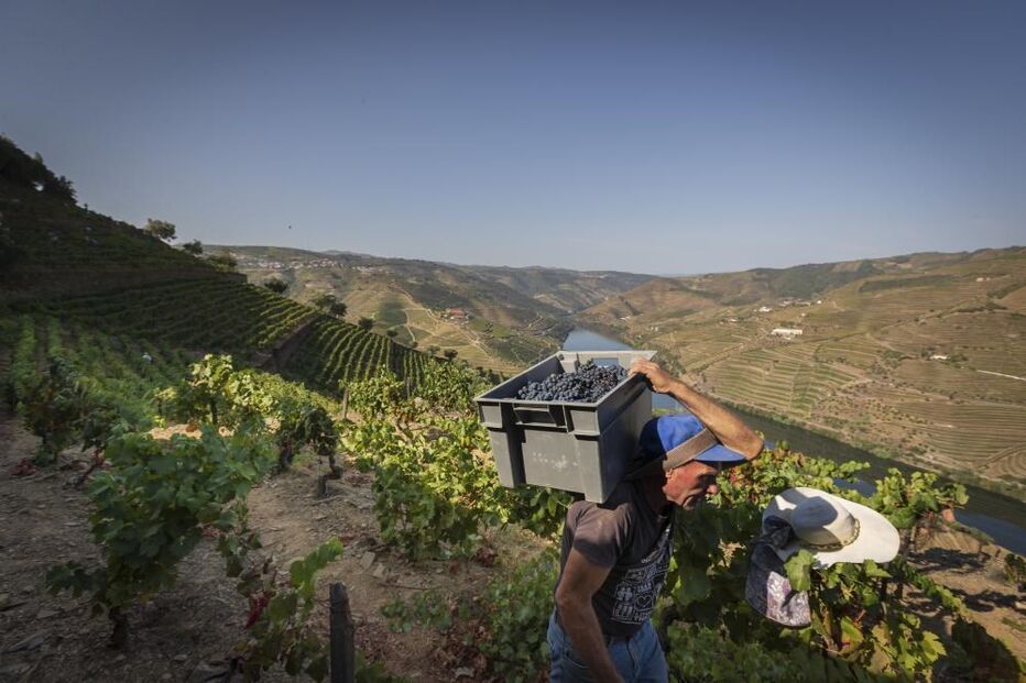 Vindimas no Douro no Pinhão, 25 de agosto de 2021