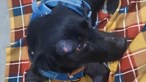 Cão colhido após sair de hotel para animais no Porto