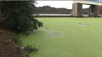 Descargas em Espanha poluem rio Tejo com algas