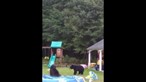 Ursos invadem quintal e brincam na piscina nos Estados Unidos