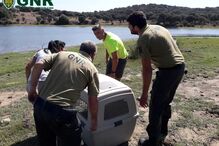 GNR resgata lontra-europeia que estava presa num tanque de água