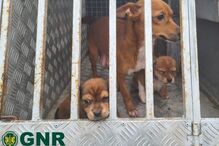 GNR resgata três cães em Resende