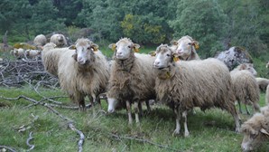 Identificadas ovelhas com doença língua azul em Serpa