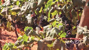 Vinho aumenta produção em 10% no Algarve