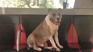 Cão perdido viaja de autocarro sozinho