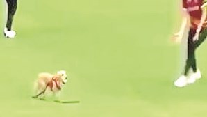Cão interrompe partida de críquete