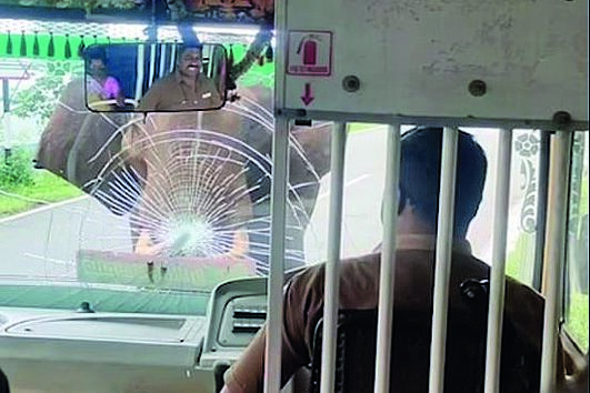 Elefante zangado ataca autocarro 