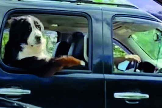 Cão apanha ar com estilo