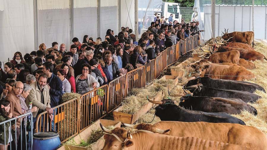 Concursos pecuários de raças autóctones são uma das grandes atrações da Feira Internacional de Agricultura de Braga 