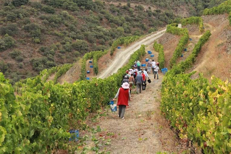 Alto Douro Vinhateiro tem conhecido uma uma forte expansão, com a plantação de novas vinhas, o que tem contribuído para a subida da produção