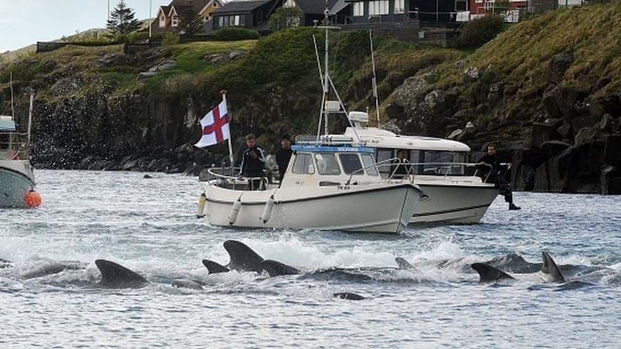 Ilhas Faroé abateram mais de 1 400 golfinhos num dia