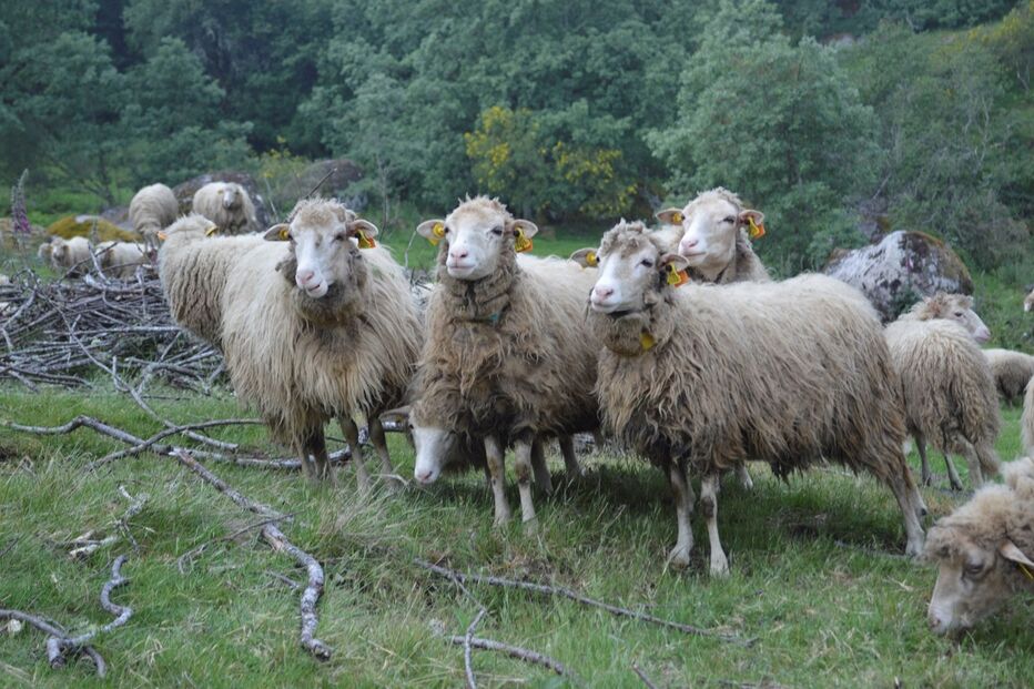 Doença implica restrições à pecuária