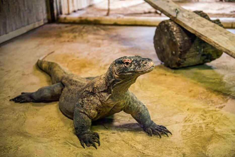 Dragão-de-komodo