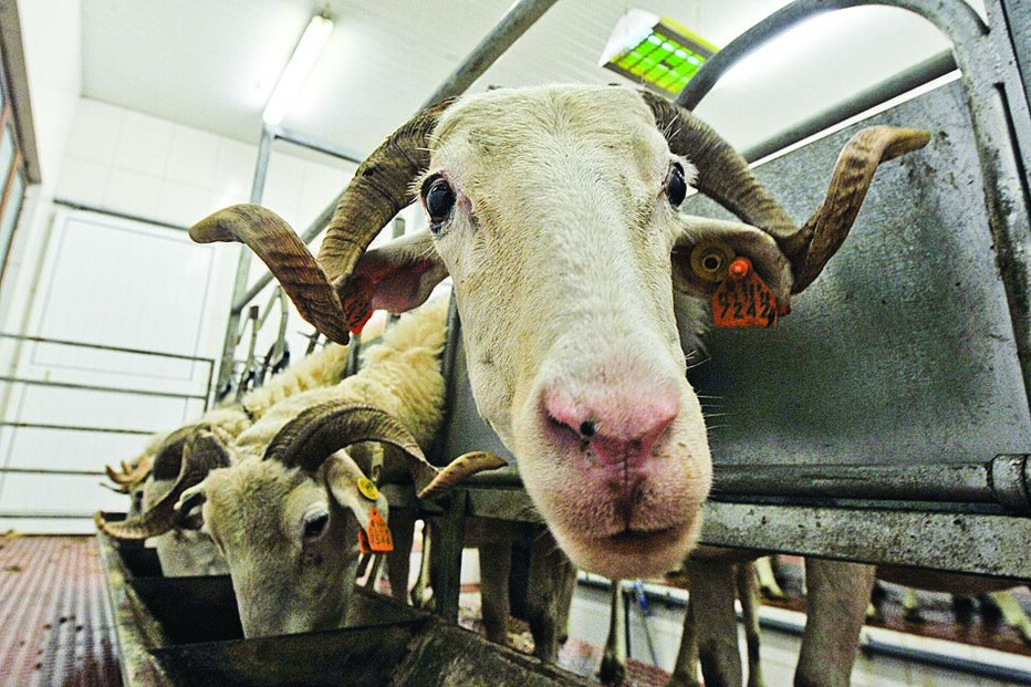 Imagem caixa - 7675223.jpg (11140264) (Milenium)