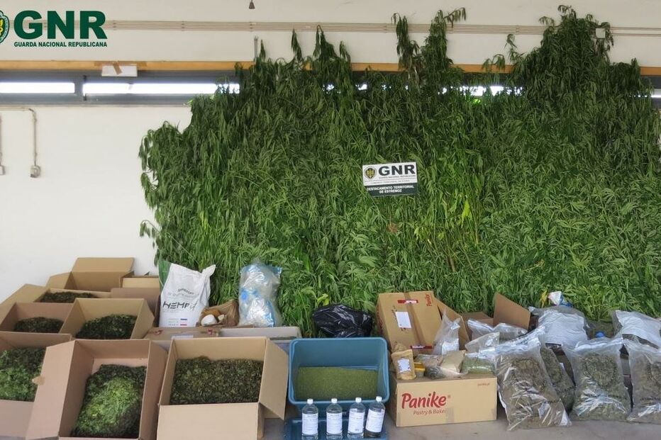 GNR desmantela plantação ilegal de canábis