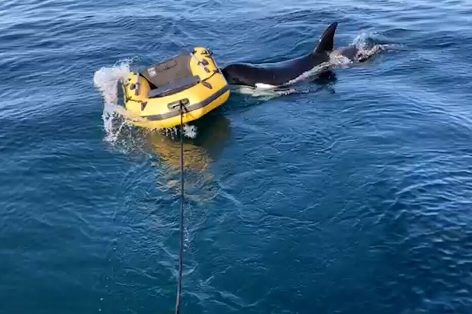 Orcas empurram bote junto ao Porto de Sines