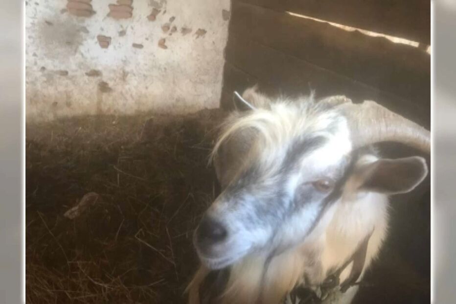 Bode violento que atacou mulher retirado de aldeia em Abrantes