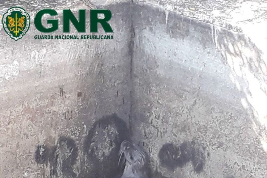 GNR resgata lontra-europeia que estava presa num tanque de água