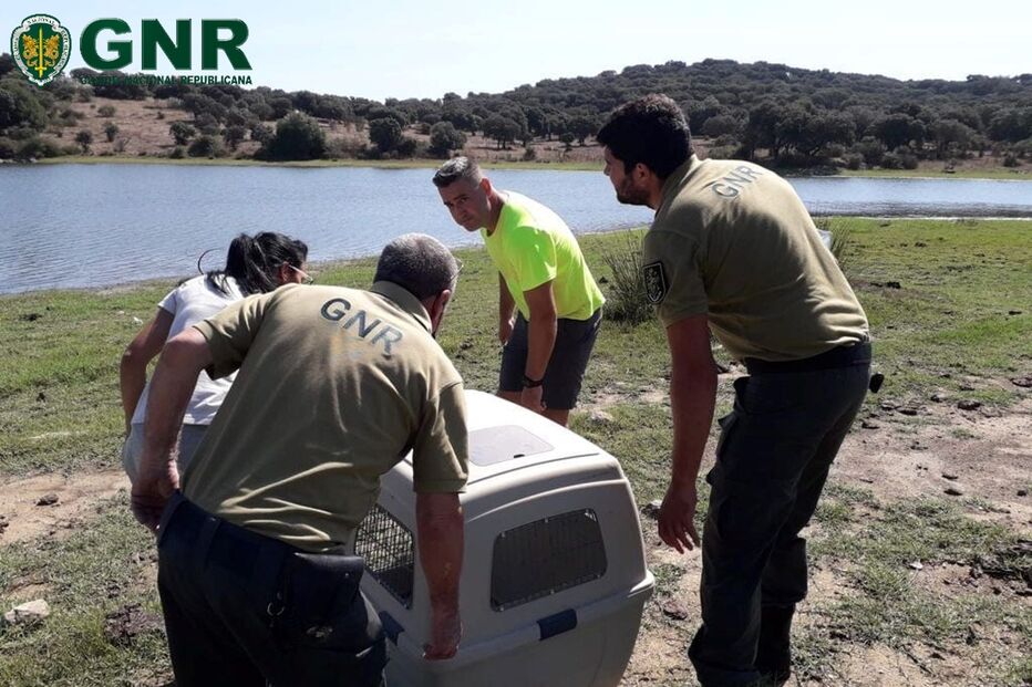 GNR resgata lontra-europeia que estava presa num tanque de água