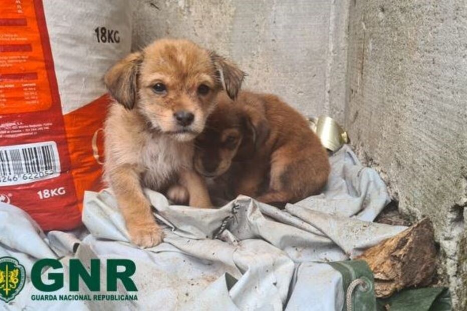 GNR resgata três cães em Resende