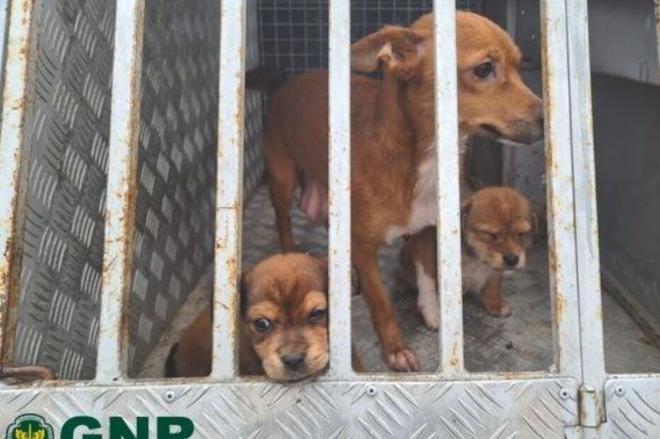 GNR resgata três cães em Resende