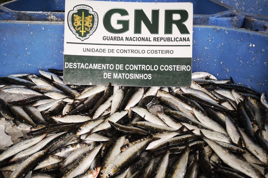 Pescado sem origem identificada