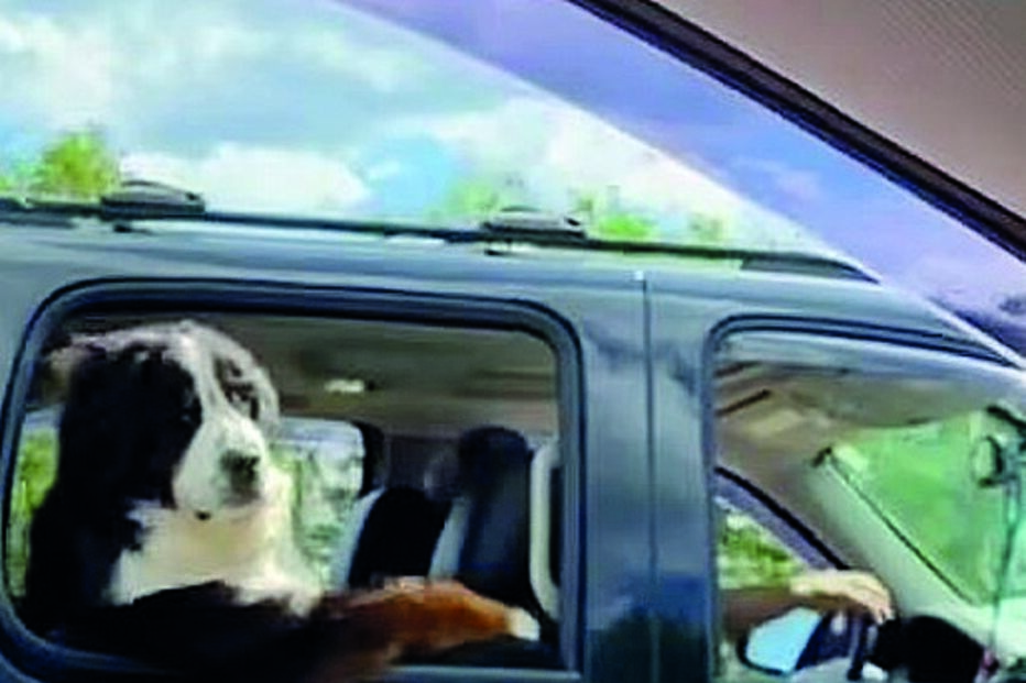 Cão apanha ar com estilo