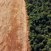 <![CDATA[ Desflorestação mundial atingiu 8,1 milhões de hectares em 2024 ]]>