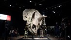 Esqueleto de dinossauro 'Big John' leiloado por 6,6 milhões de euros, um recorde europeu