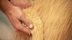 Preços do trigo e milho europeu sobem mais de 20 euros devido a conflito