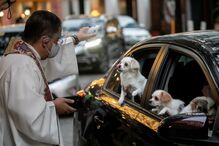 Animais domésticos abençoados
