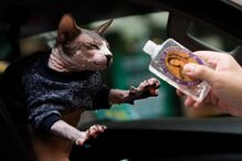 Animais domésticos abençoados