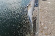 Carcaça de baleia com 12 metros aparece no Tejo