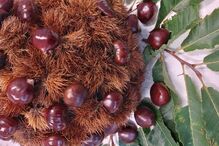 2021-10-26_16_01_42 Festa da Castanha.jpg