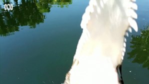 Crocodilo salta da água e ataca drone durante filmagens