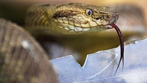 Menina de dois anos mata cobra à dentada após animal morder-lhe o lábio 
