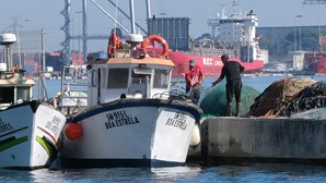 Orcas atacam barco de pesca em Setúbal