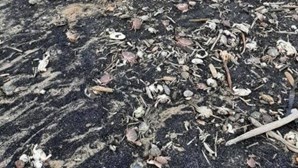 Milhares de animais mortos dão à costa nas praias de Teesside em Inglaterra