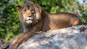 15 leões testaram positivo à Covid-19 em zoos nos Estados Unidos