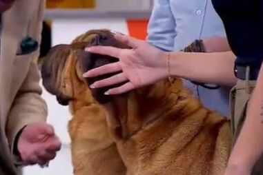 Conheça os 'Shar Pei', cães de língua azul e pêlo enrugado