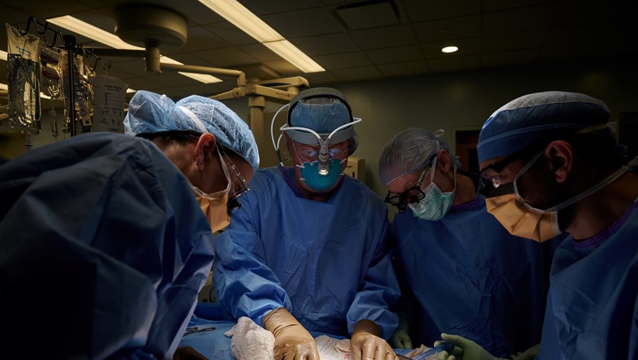 Imagem do teste cirúrgico do transplante do rim de um porco num corpo humano