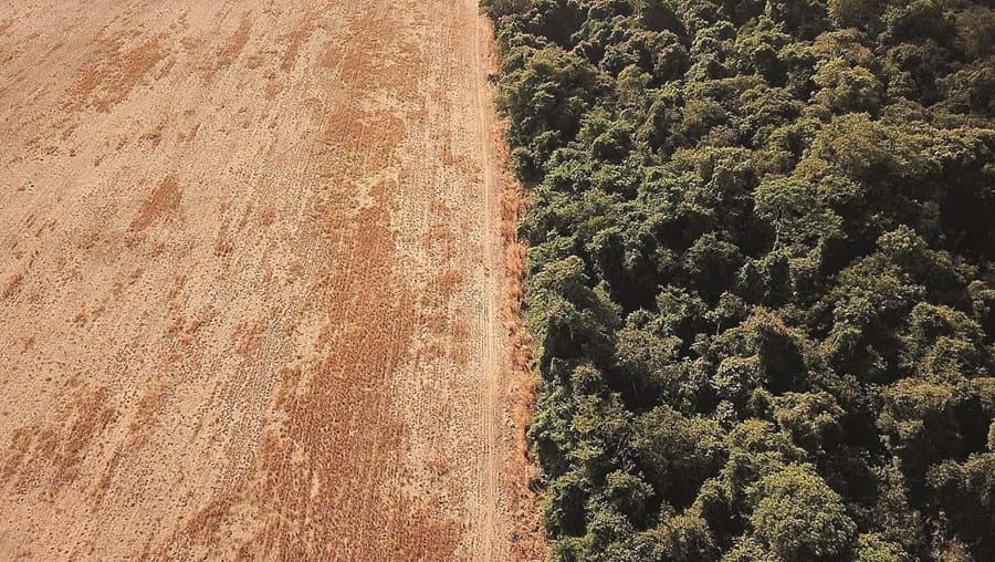 A desflorestação da Amazónia está a atingir níveis alarmantes 