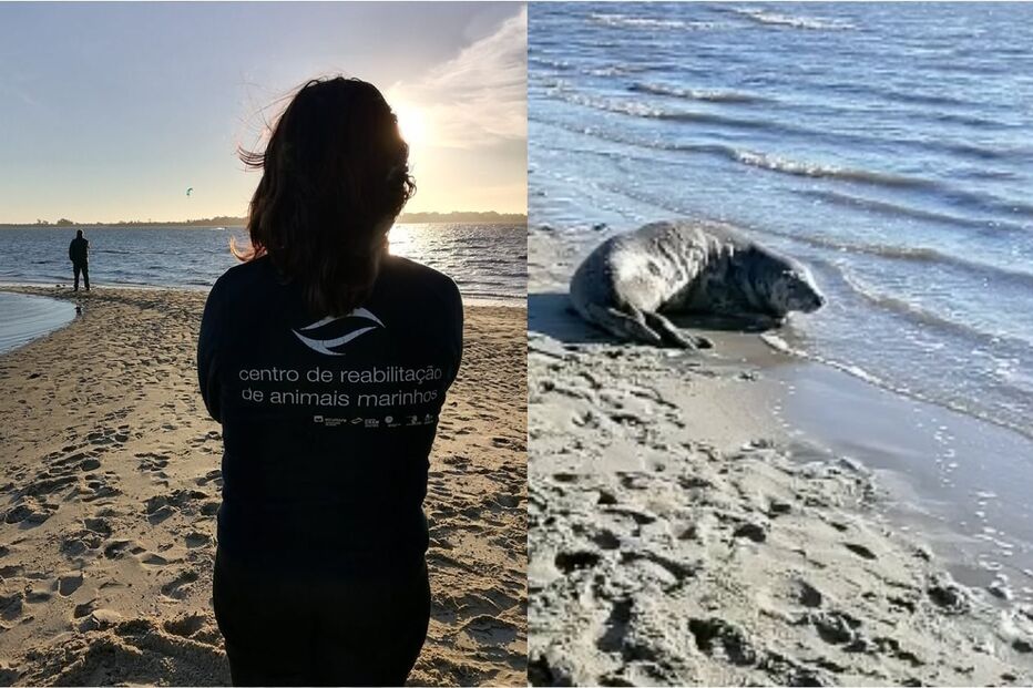 Foca-cinzenta avistada na ria de Aveiro