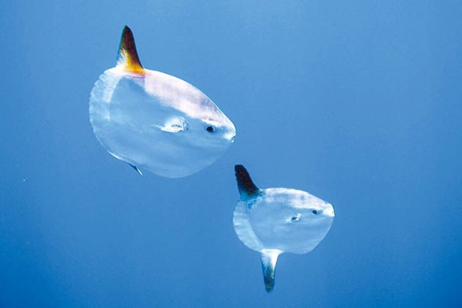 Museu da Extinção Marinha