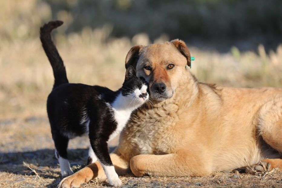Animais de companhia